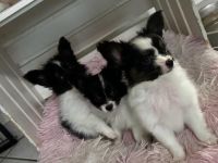 Papillons auf der Suche nach neuen Abenteuern