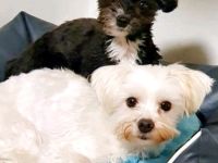 2 kleine suchen ein liebevolles zu Hause