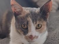 Pardalo, geb. ca. 01/2021, lebt in GRIECHENLAND, auf einer privaten Pflegestelle