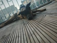 Ich bin der tayson 10 Monate alt