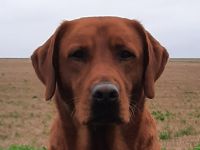 Labrador foxred Schokoträger DECKRÜDE