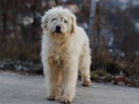 Lumi sucht seinen besten Freund!