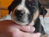 Bernhardiner Dogge Mischlinge