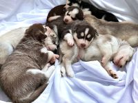 Husky Welpen - Abgabe ab 01.03.2024