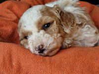 Pudel Zwerg (medium) Harlequin Welpen Abricot-Weiss