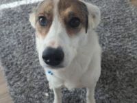 Leni - Dringend neues Zuhause gesucht