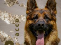 Deckrüde Deutscher Schäferhund