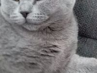 Süßen BKH Kitten zu verkaufen