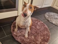 Miniature Bull Terrier