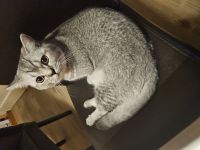 Deckkater BKH kein Verkauf!!!!