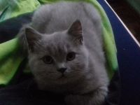 BKH Kitten reinrassig