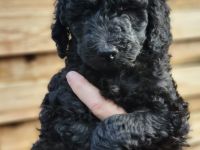 Großpudel mit Ahnentafel