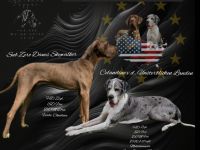 Wurfankündigung Februar 2024