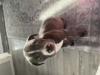 American staffordshire Terrier blueline