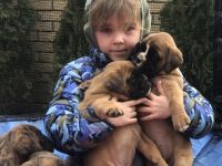 Die Reservierung von deutschen Boxerwelpen.