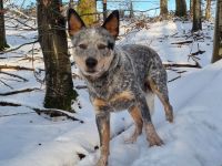 Deckrüde Australian Cattle Dog