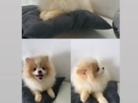 Verkaufe Pomeranian