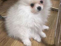 Zwergspitz pomeranian Rüde + Hundebett, Zelt, spielzeuge und futter