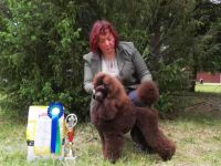 Braune Mittel-Pudel Mädchen sind eine wunderbare Paarung