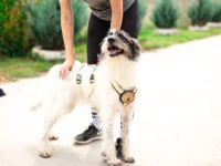 Süße Charly bereits über 2 Jahre. Sie sucht eine eigene Familie!