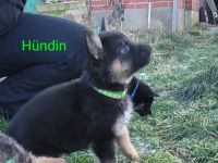 Schäferhund-Mix Welpen