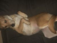 Golden Retriever mix Hündin