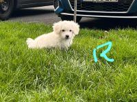 Bichon Malteser Welpen