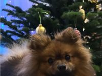 Deckrüder (kein Verkauf) Pomeranien Spitz