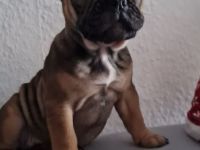 2 Alternativ Bulldoggen Hündinnen