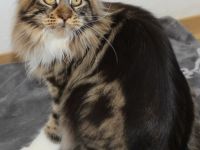Battle Creek, Maine Coon Zucht seit 24 Jahren.