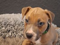 9 wunderschöne welpen suchen bald ein schönes Zuhause