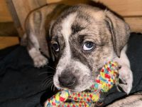 Süße Mischling Hunde Welpen