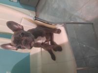 Französische Bulldogge