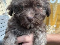 Bolonka Rüde : Yacko vom Sebnitztal,