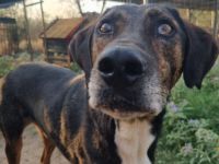 Samu stiehlt dein Herz