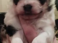 Biewer Jorkshire Terrier Malteser Mix