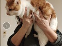 Geben unsere Katzen und Kater in gute Hände