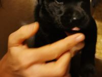 Süße Labradorwelpen