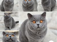 Britisch Kurzhaar- Reinrassig