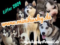 Pomsky Minihusky Welpen mit Papieren