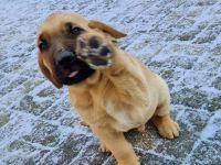 tolle Broholmer Welpen