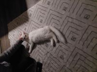 Katze Türkische angora Mädchen und Jnge zusammen und einzeln abzugeben