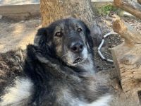 Sparta-Kuscheliger Bär sucht seine Menschen.