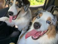 2 Rüden in black tri 1reserviert