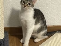 Junge Katze sucht liebevolles zu Hause