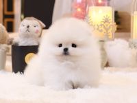 Reinrassige Pommersche Welpen