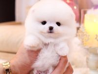 Schöne Pommersche Welpen zu verkaufen