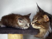 Maine Coon Kitten mit Stammbaum aus alten Linien