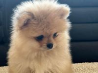 Zwei Baby Pomeranian zur verkaufen!