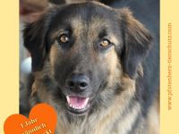 Poc sucht sein Zuhause